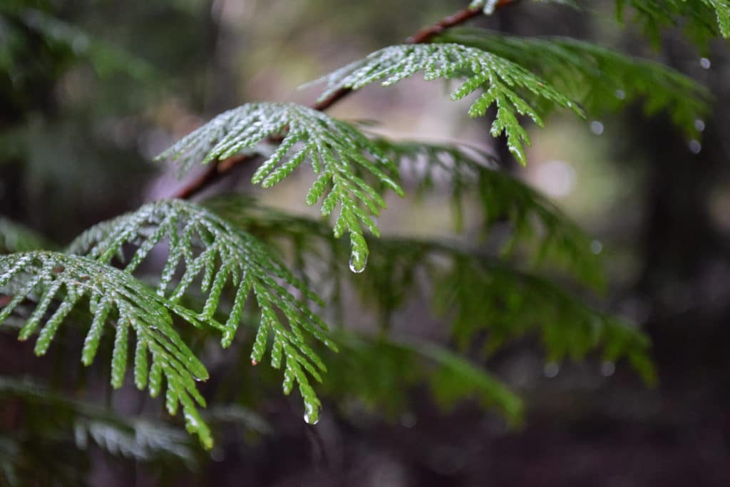 Cedar Branches Carbon Sequestration image